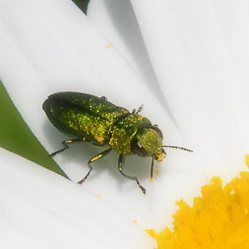 Réf. 218 302 : Anthaxia nitidula